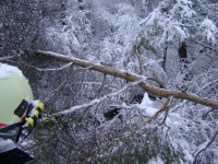 07.01.2012 - Baum auf Wohnhaus