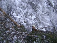 07.01.2012 - Baum auf Wohnhaus